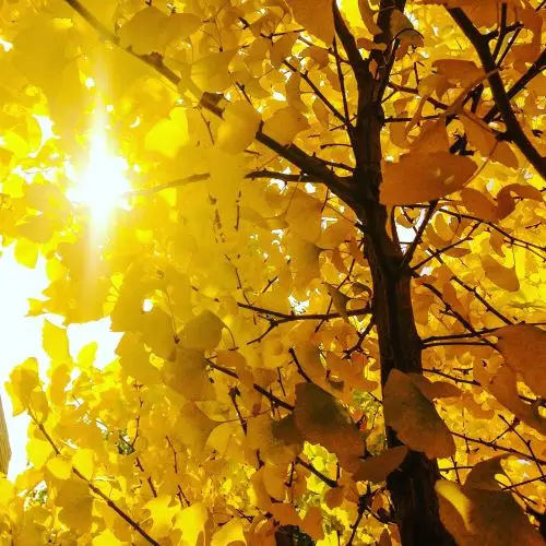 Bestattungsinstitut Abschied Baumbestattung Symbolbild Herbstbaum