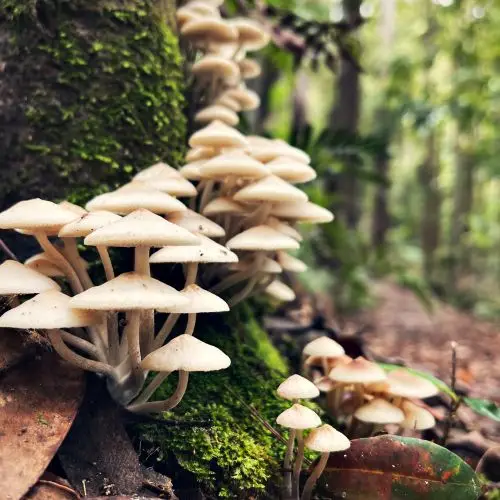 Bestattungsinstitut Abschied Naturbestattung Symbolbild Baumstumpf mit Pilzbewachs